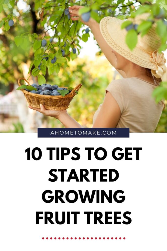 Growing fruit trees in your garden